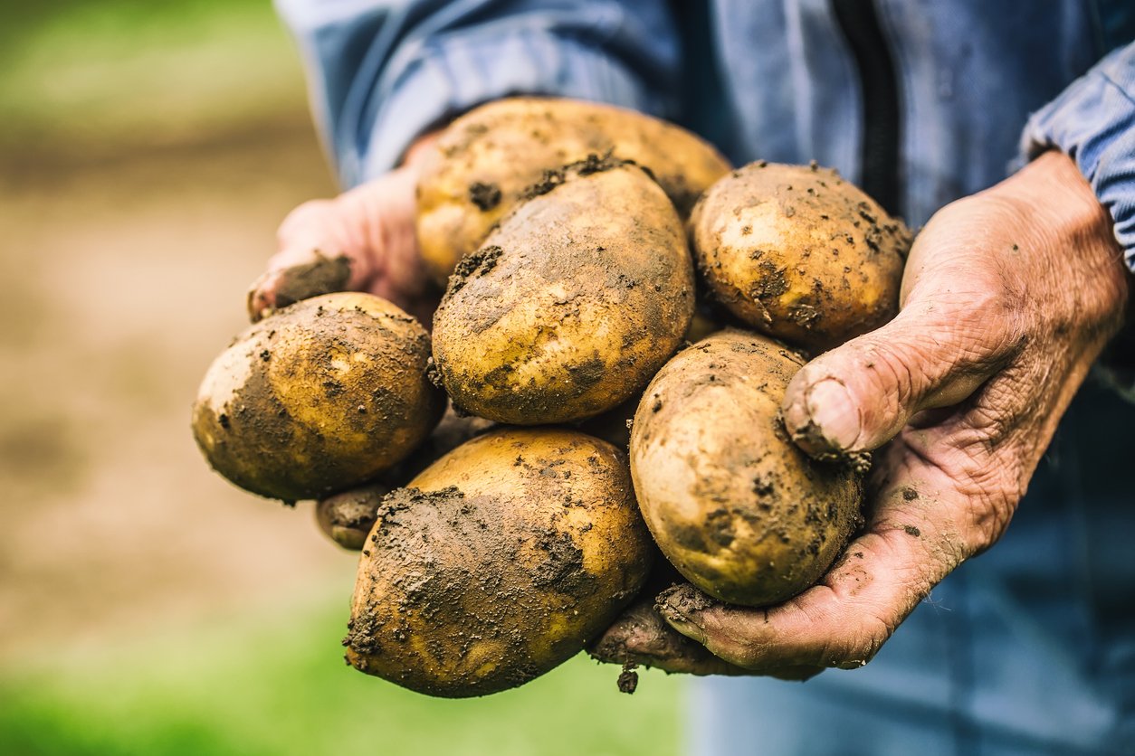 Fam hand holding a pile of farm-fresh potatoes